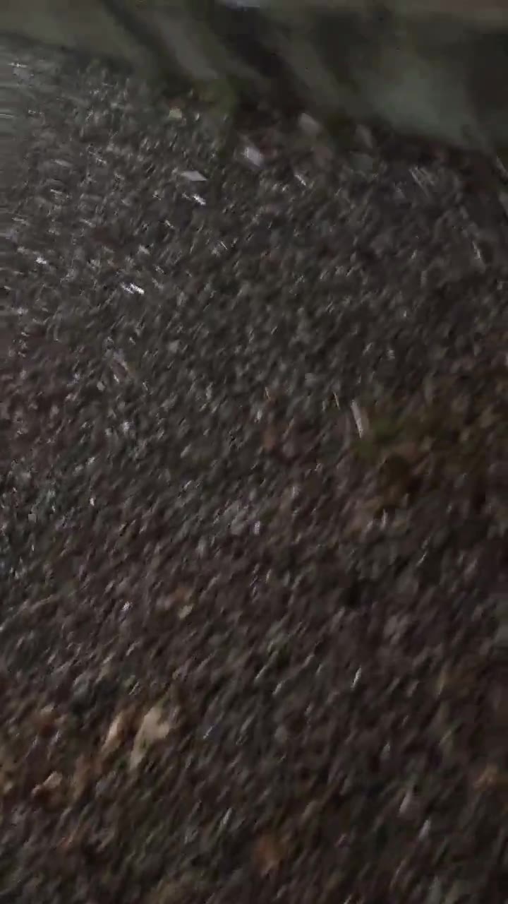 Students at Khajeh Nasir University hold protest rally in defiance of security measures by regime forces. Students are chanting: This is the year of blood, Seyyed Ali [Khamenei] will be overthrown and Basij, IRGC, you are ISIS to us