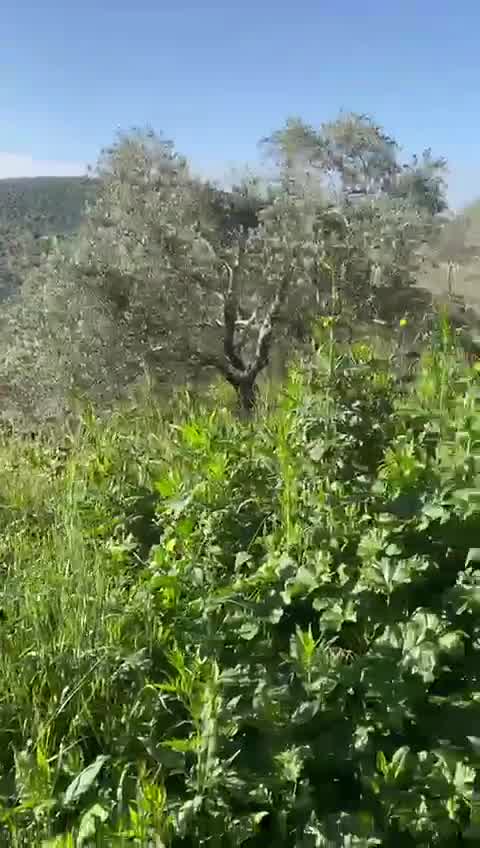 伊朗导弹袭击产生的碎片落在约旦河西岸巴勒斯坦城镇哈里斯附近的田野里。